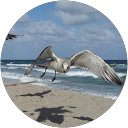 Galina profile picture